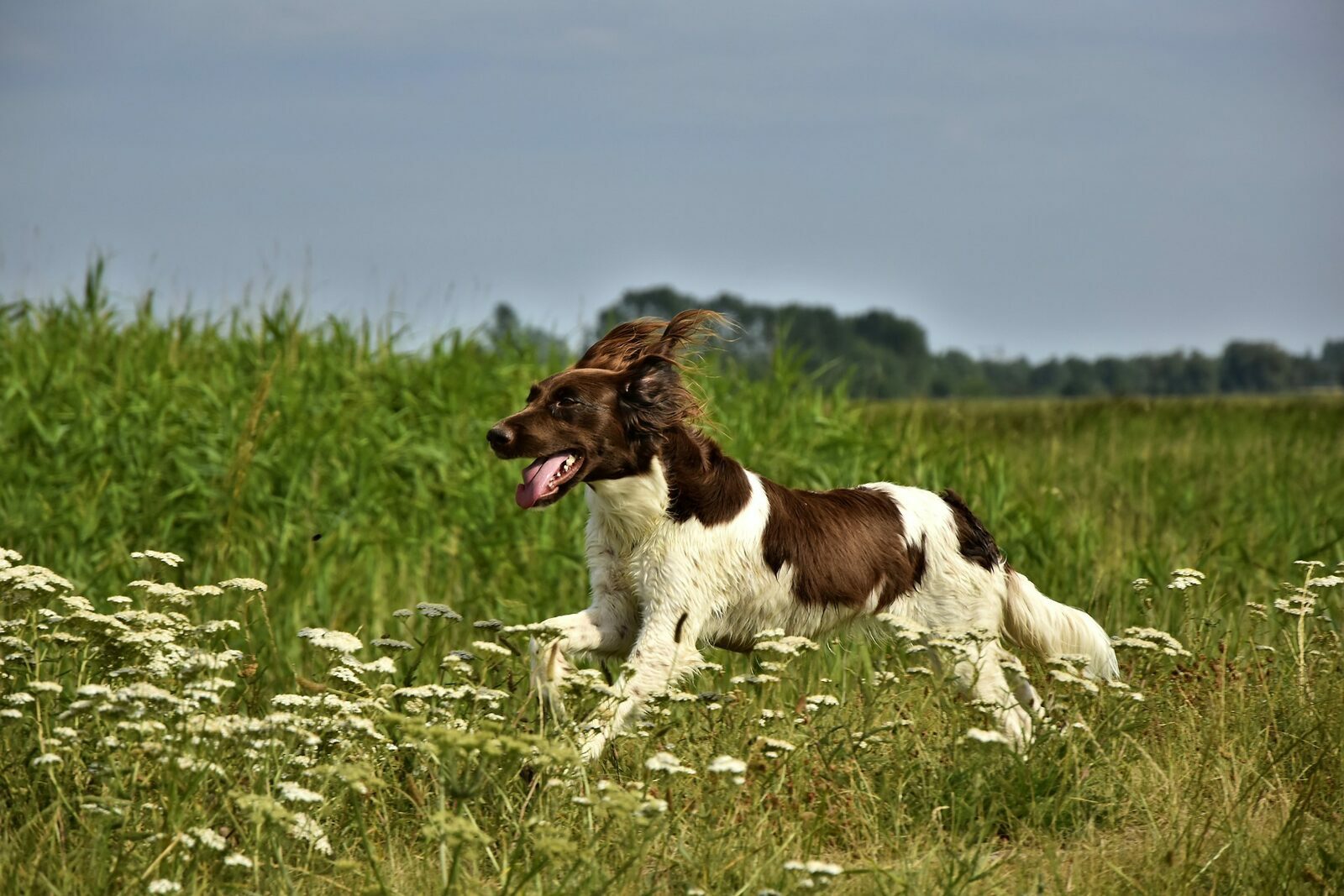 Vacation park with dog Germany