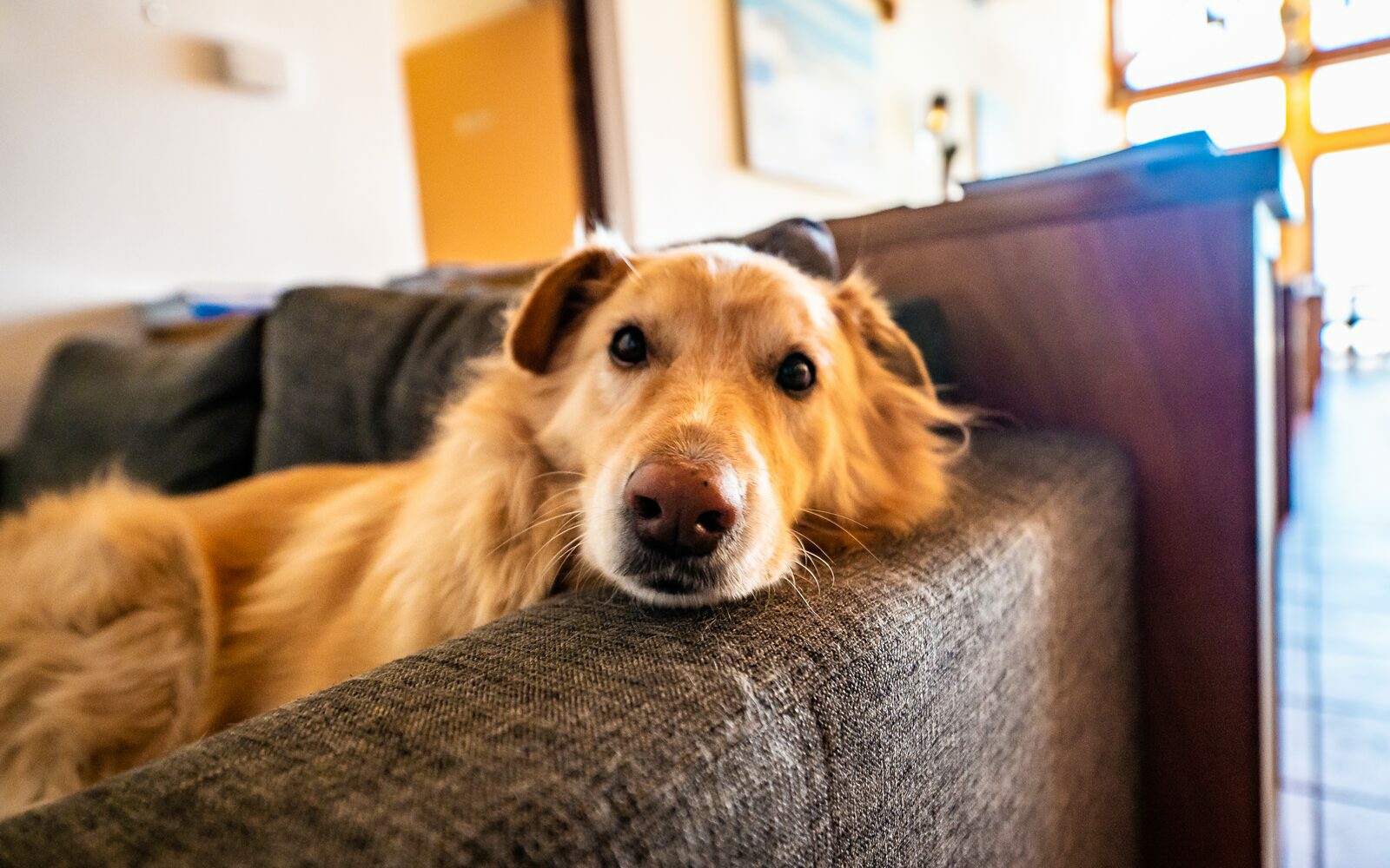 French holiday home with dog