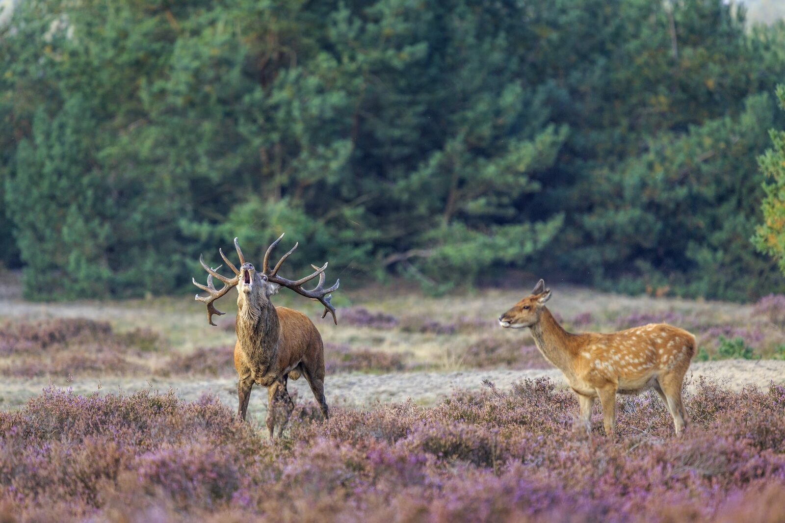 Bronsttijd Veluwe