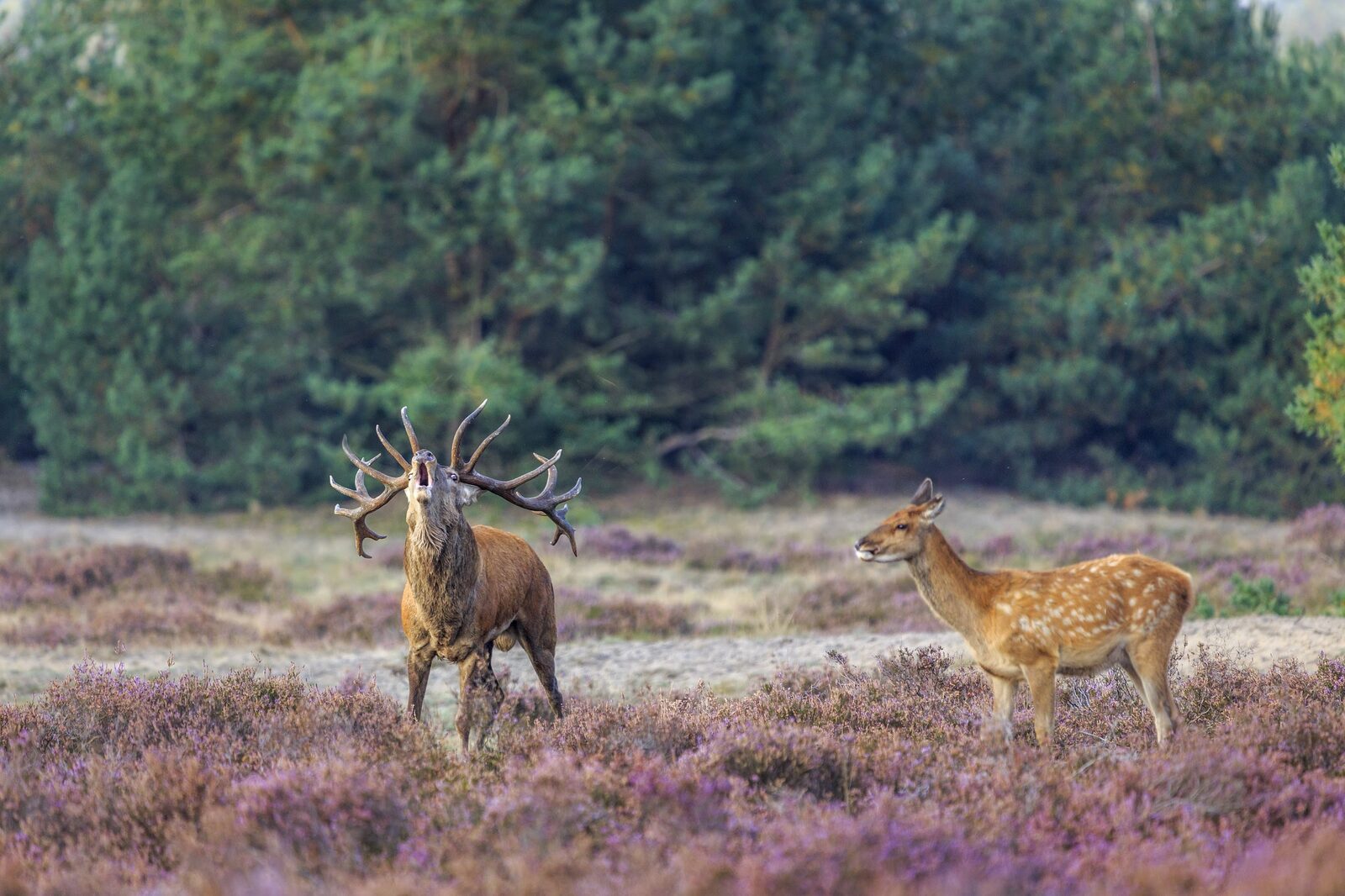 Bronstijd op de Veluwe