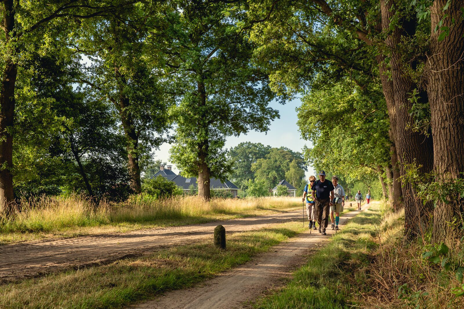 Wandelvierdaagse