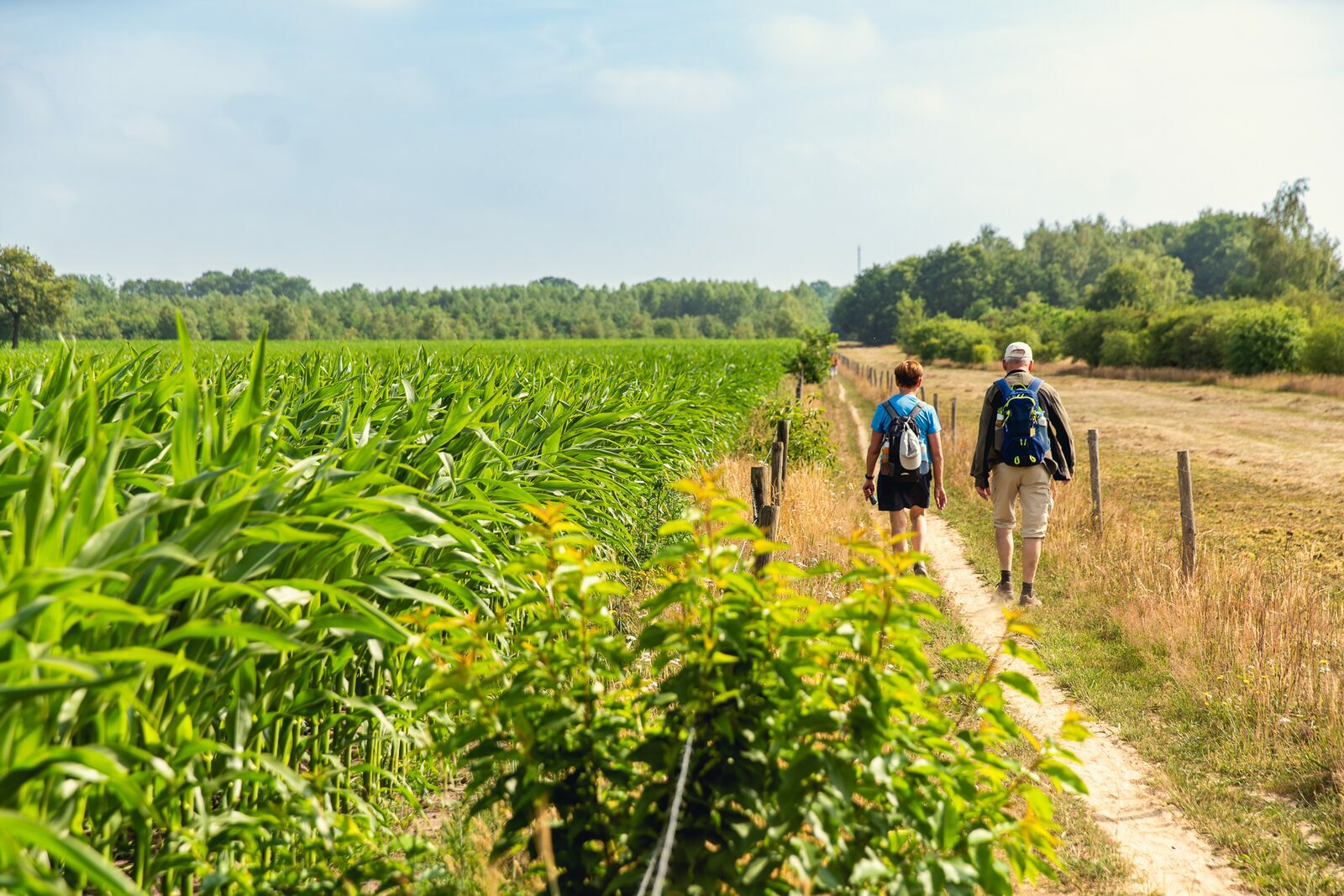 Wandelvierdaagse