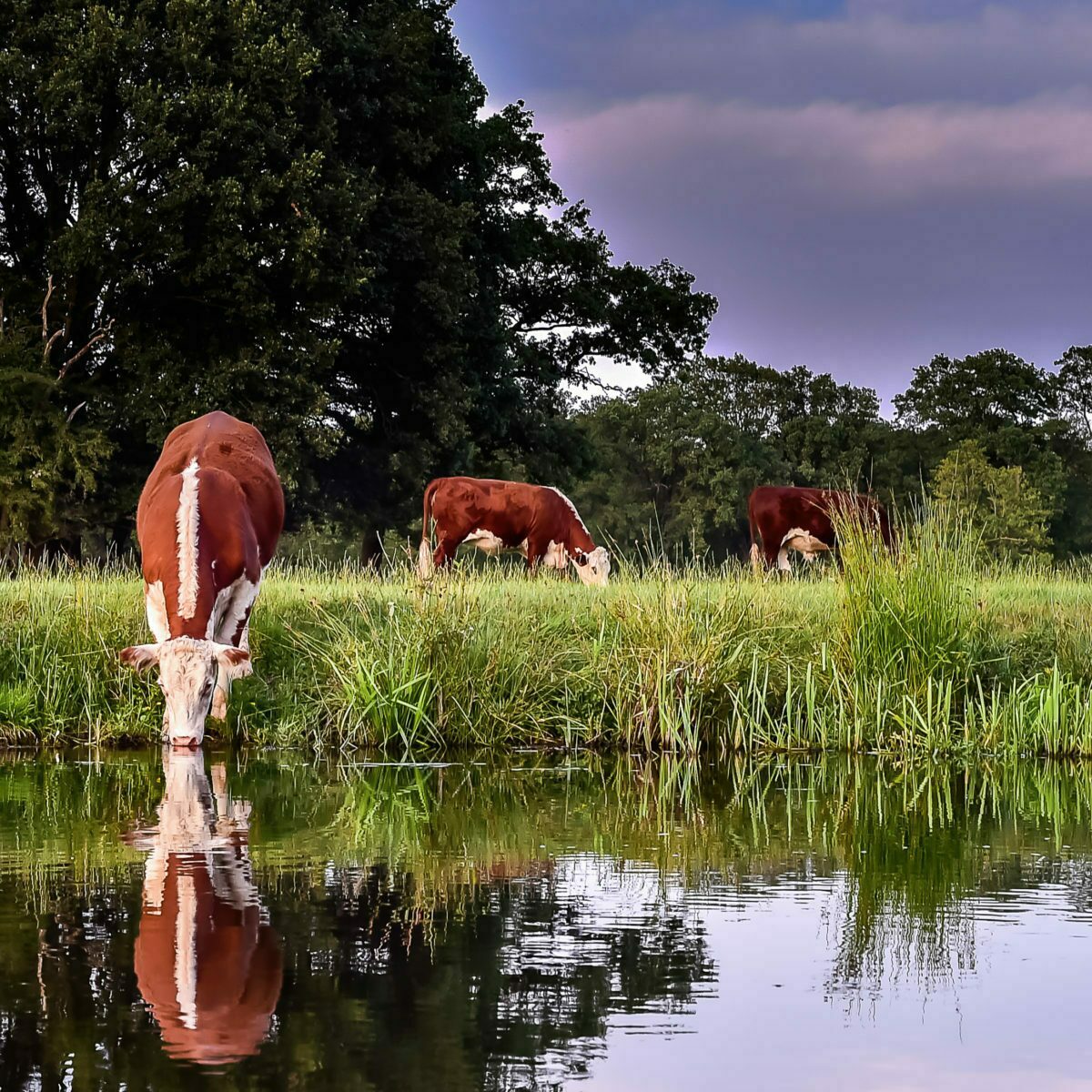 Biologische uitstapjes