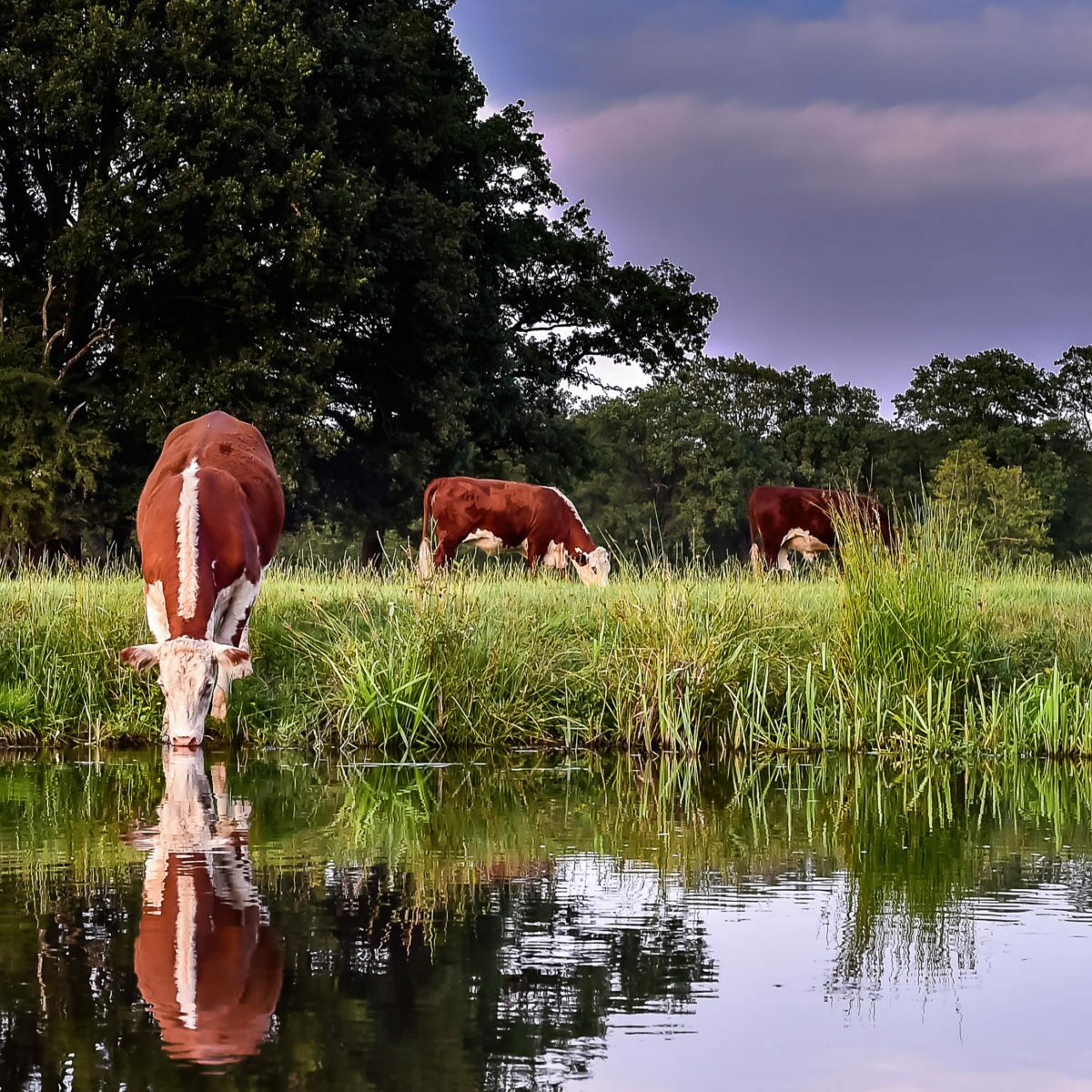 Biologische uitstapjes Overijssel