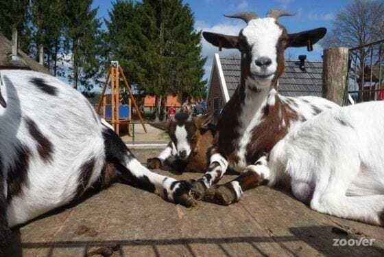 Kinderboerderij Dondertman