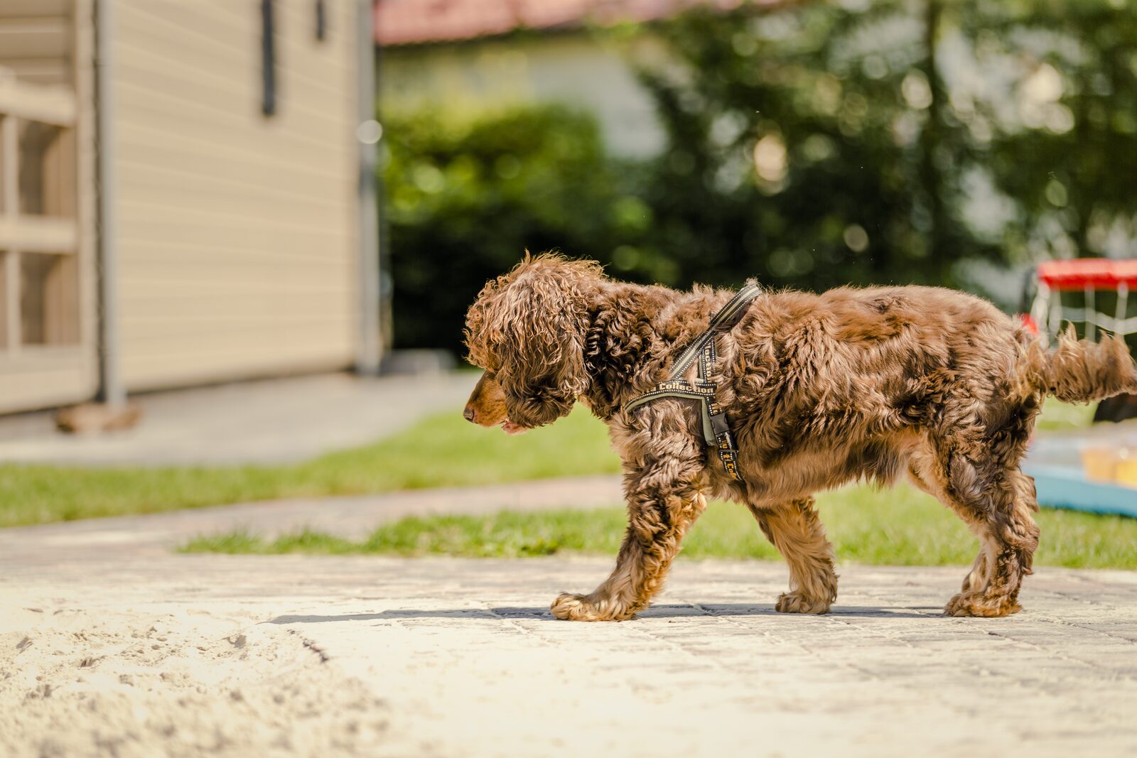 Vakantie met hond Nederland