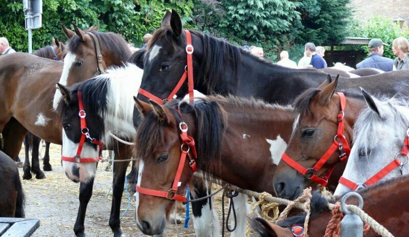 Horse market