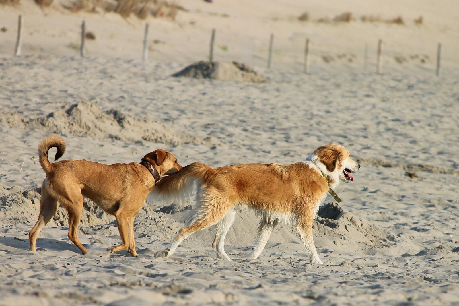 Holiday home by the sea with your dog