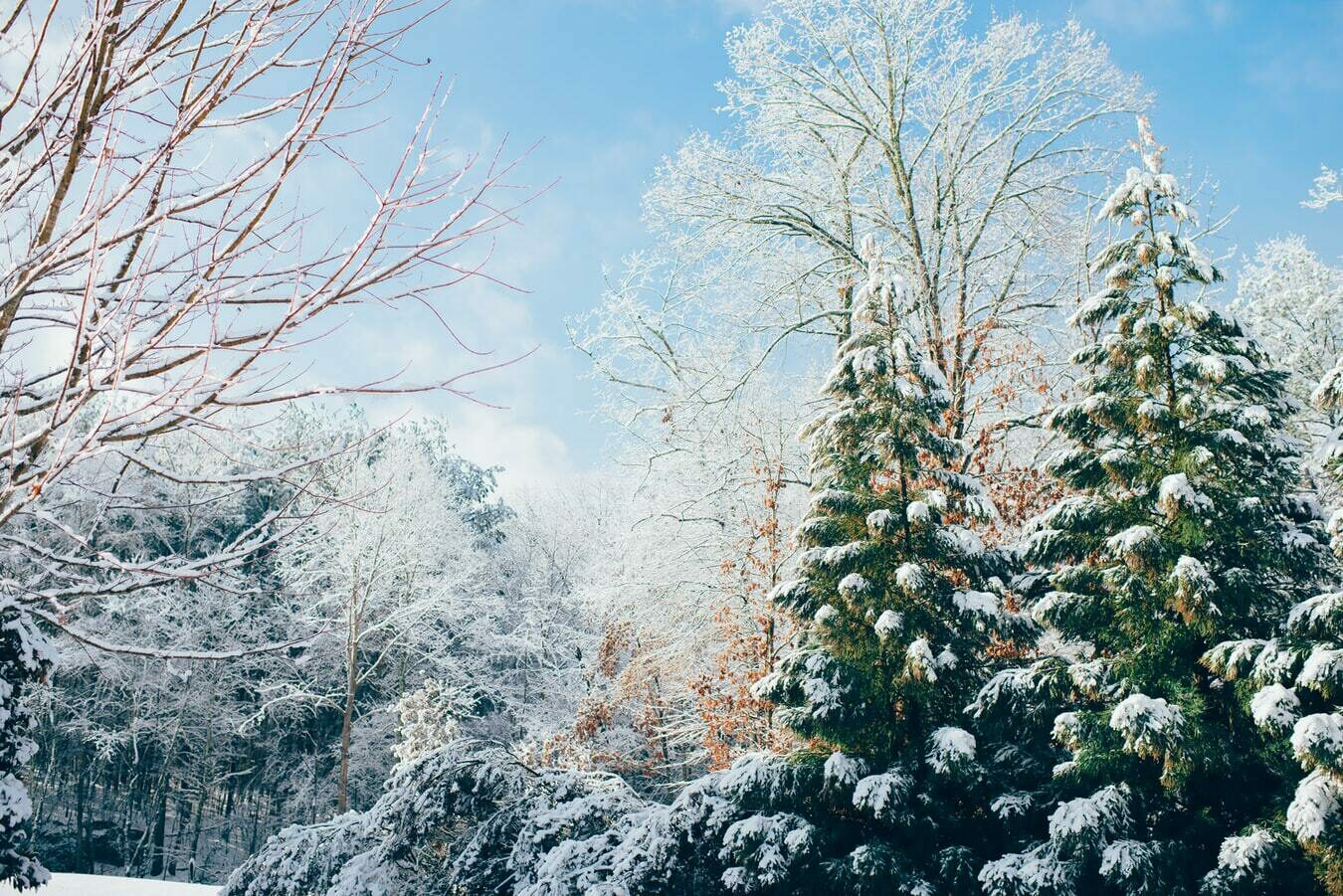 Veluwe in the winter